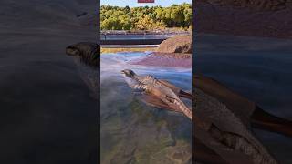 MUTADON can Swimming 😱 + Human Hunting - Jurassic World Evolution 3 #jurassicworld