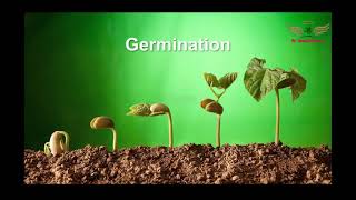 germination process عملية الانبات كونكت 4 منهج اللغة الانجليزية للصف الرابع الابتدائي الترم الاول
