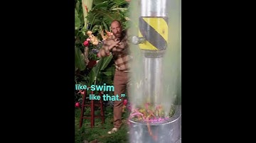 Thumbnail of #fyp #foryou #tiktok #trending #viral #parati #capcut #duet