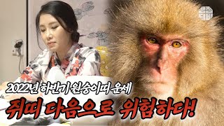 [띠별운세] 2022년 하반기, 들 삼재 원숭이띠 나이별 운세❗ [홍대 점집, 울산 점집]