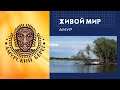 Живой мир. Амурский берег.