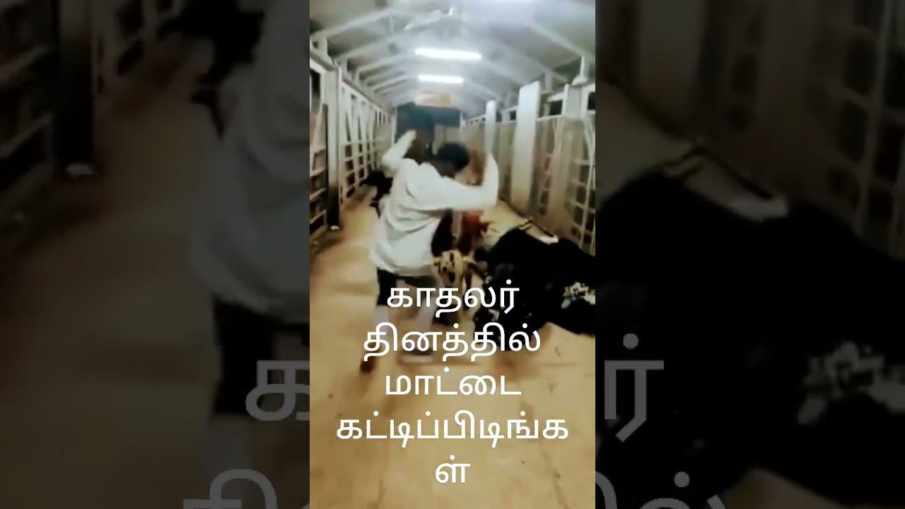 Indian gov’t says hug cows on Valentine’s Day