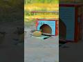 Easy underground quick bird trap using cardboard - Best DIY quail trap #birds #birdtrap #wildlife 😱