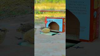 Easy underground quick bird trap using cardboard - Best DIY quail trap #birds #birdtrap #wildlife 😱
