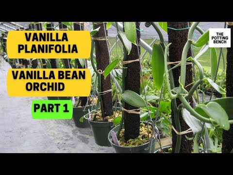 فيديو: Vanilla Orchid: الوصف ، والزراعة ، والرعاية المنزلية