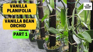 Vanilla planifolia | Vanilla Bean Orchid ...Part One