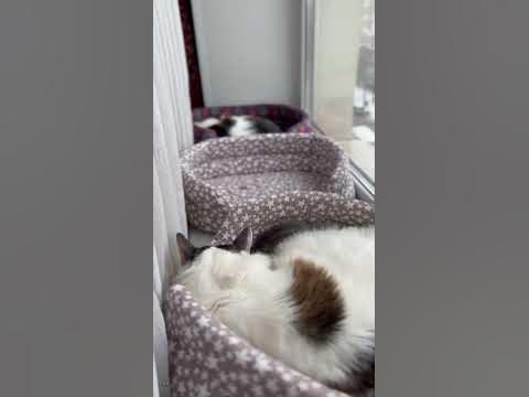 Котики спят🐈 - YouTube