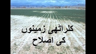 Kalarathi Zameeno ki islaah – کلراٹھی زمینوں کی اصلاح – Soil Salinity Issues and Solutions screenshot 5