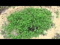 Clover  short nature documentary about garden clover  nature textures tv