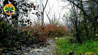 Звуки Природы Дождь | Шум Дождя Для Сна Без Грома | Relax 3 Часа