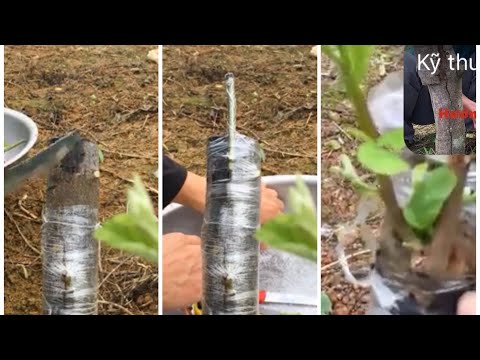 Video: Làm thế nào để trồng bắp cải (có hình ảnh)