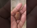 Dry🌰Date .#fruit #dates #datessweet #shortvideo #datesfruit #shorts #satisfying #farming #dryfruits