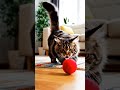 #funnyCat, #playfulCat, #catPlaying, #smilingCat, #petReels, #viralVideo, #animalFun, #cutePets,