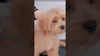 【ASMR】 マルプーの初トリミング Maltipoo Grooming #shorts