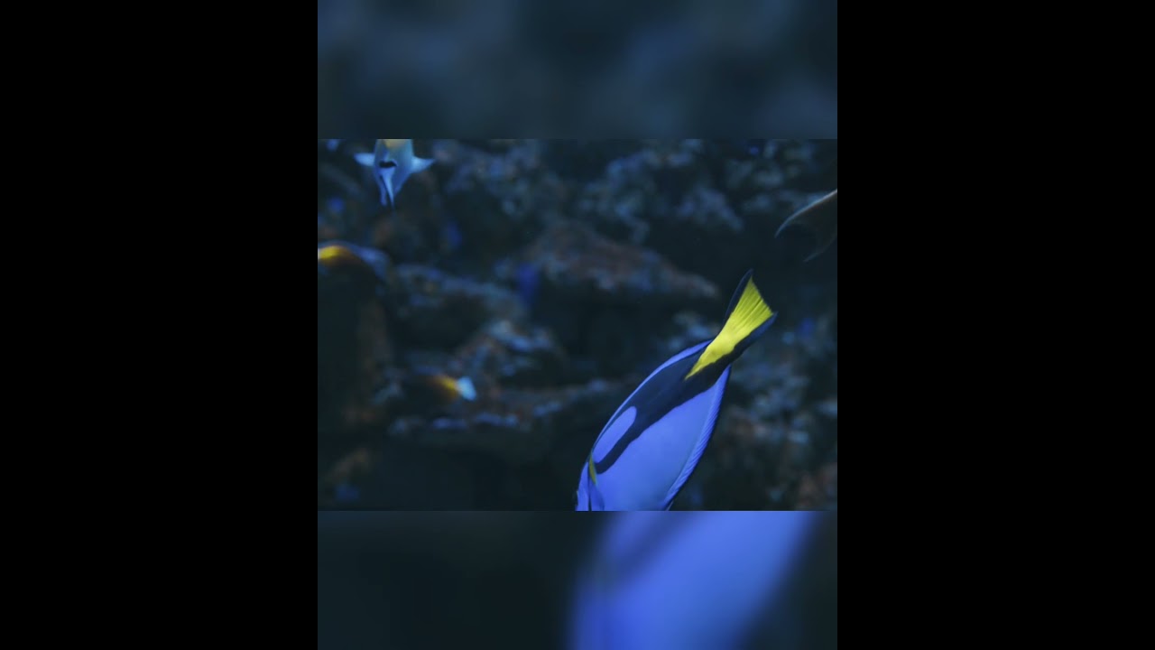 Underwater Fish Aquarium Relaxing Music 