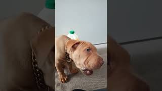 Tres First Time Eating Tasty Toobs..chinese Meat Mouth Shar Pei Cross Amstaff