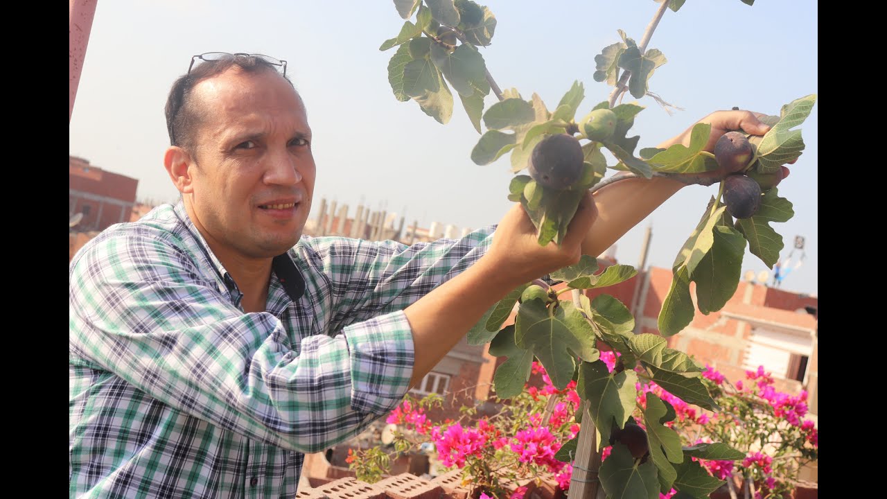 حصاد التين ومعلومات مهمة عن زراعة التين البرشومي فوق الاسطح:Fig harvest