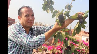 حصاد التين ومعلومات مهمة عن زراعة التين البرشومي فوق الاسطح:Fig harvest