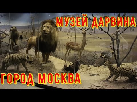 Video: Москвадагы Дарвин музейи. Дарвин музейи, Москва - дареги