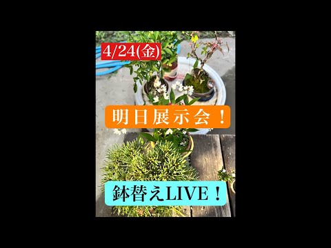 633 Repotting LIVE! - YouTube