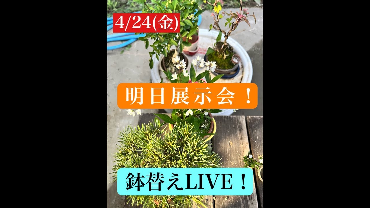 633 Repotting LIVE! - YouTube