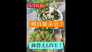 633 Repotting LIVE! - YouTube