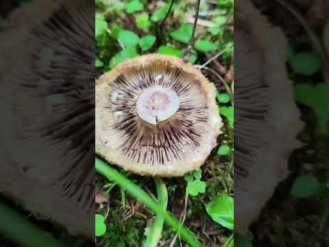 Video: Lactarius scrobiculatus, lossis daj nceb nceb