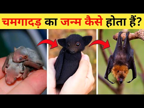 वीडियो: चमगादड़ कहाँ हाइबरनेट करता है और कैसे करता है?