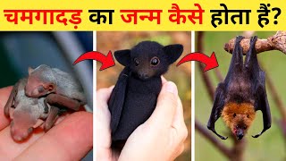 चमगादड़ का जीवन चक्र | Bat Life Cycle Video | Life Cycle Of Bat  | Chamgadar Kaise Paida Hota Hai screenshot 2