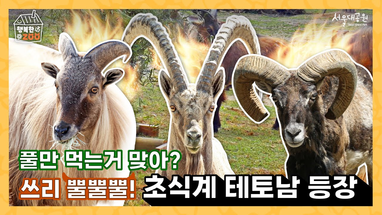 🦙🌿 풀만 먹는다고 얕보지 마라! ✨초식 테토남 등장✨