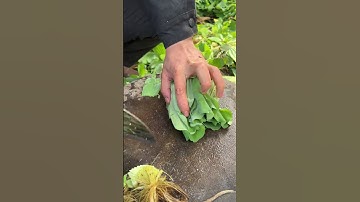 St 46036 mini rotary tillage and ridging all-in one tree 🌲 short view#subscribe