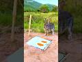 Survival Skills: SMART idea and USEFUL Rabbit Trapped 😱🐰 #bushcraft#camping#outdoors#survival