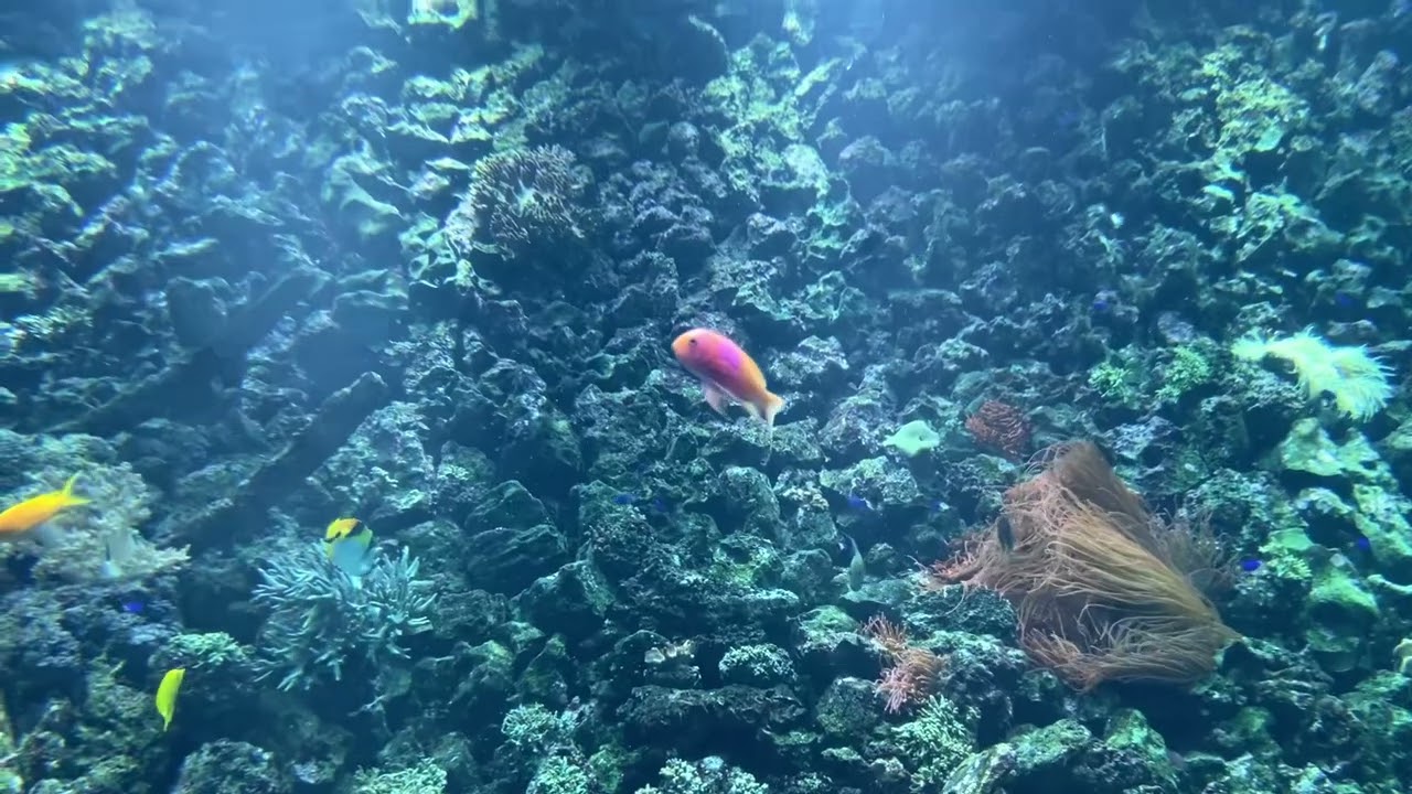 Zoo Animals Part 218: The Square Spot Anthias