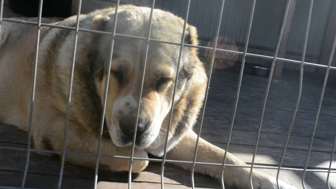 Собаки питомника сао Гарджи Хан, г. Омск .Ватари - YouTube