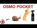 DJI OSMO POCKET User Guide:  Everything You Need To Know!