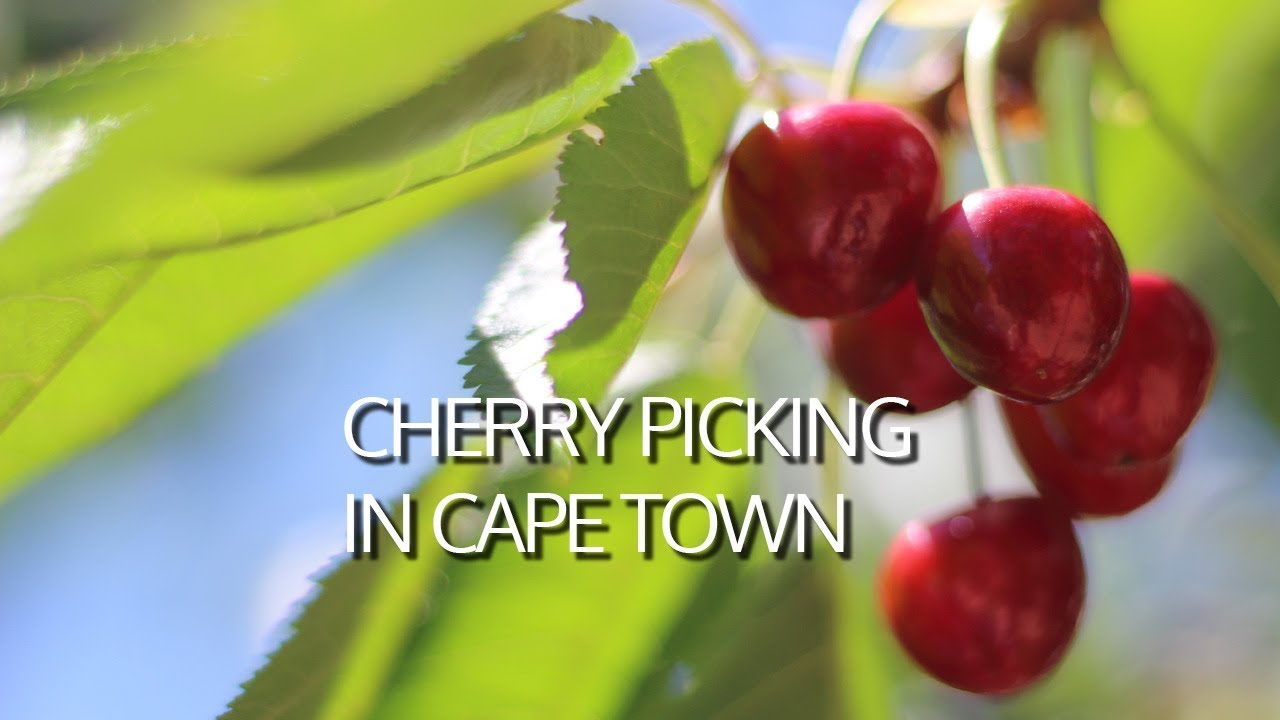 Cherry Picking at Klondyke Farm in Ceres, just outside Cape Town YouTube