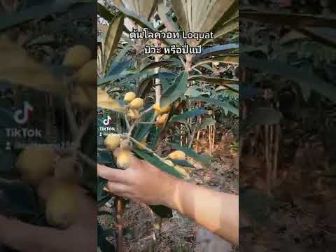 วีดีโอ: ข้อมูลต้นไม้โลควอท - การปลูกและดูแลต้นโลควอท