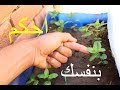 ليه النعناع بيذبل ويموت_افضل طريقه لزراعته | How to Grow Mint at Home