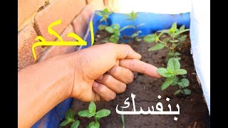 ليه النعناع بيذبل ويموت_افضل طريقه لزراعته | How to Grow Mint at Home