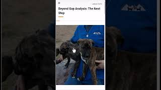 Dog Lifesaving Course Sneak Peek by Best Friends Animal Society 109 views 2 days ago 1 minute, 1 second