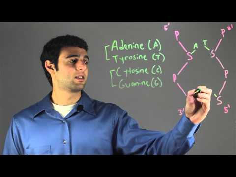 Basic Pairing Pattern in DNA : Biology & DNA
