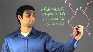 Basic Pairing Pattern in DNA : Biology & DNA
