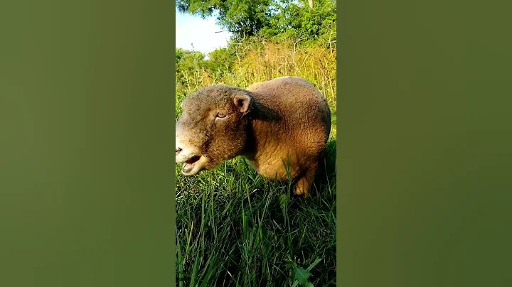 Did you know that Rams actually... RAM? #sheep #farmlife #cuteanimals