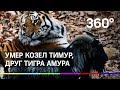 Умер друг тигра Амура - козёл Тимур