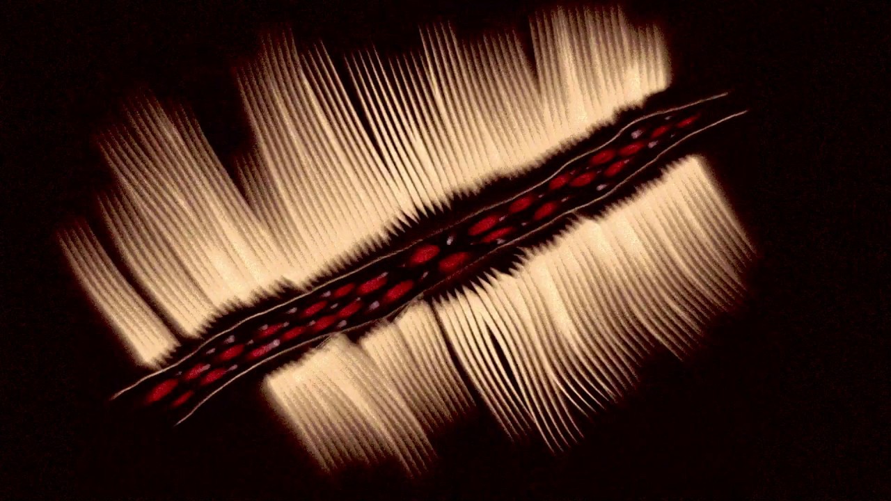 Kongas - Ready to Roar (Official Video)