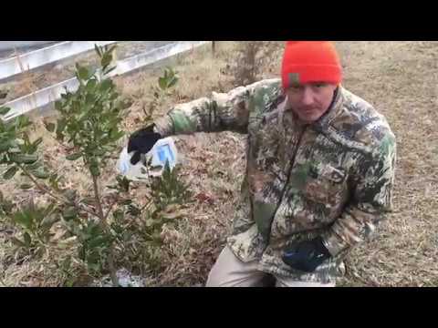 Video: Holly Bush Winter Damage - Mengobati Hollies Dengan Daun Hangus