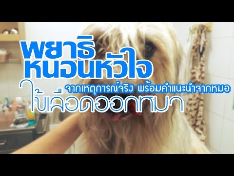 วีดีโอ: Pyruvate Kinase บกพร่องในสุนัข