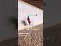 Today’s lesson was… #equestrianjumping #pony #horse #equestrian #cutehorse #ponylover