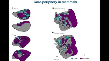 Gradients of Brain Organisation - Session 2: Alexandros Goulas, University of Eppendorf, Germany