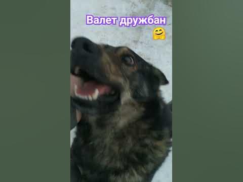 СОБАКА 🐕 ДРУГ ЧЕЛОВЕКА 🐶🐕🐶🐕🐶🏡🌀🏞️🌲🌲🌲 - YouTube
